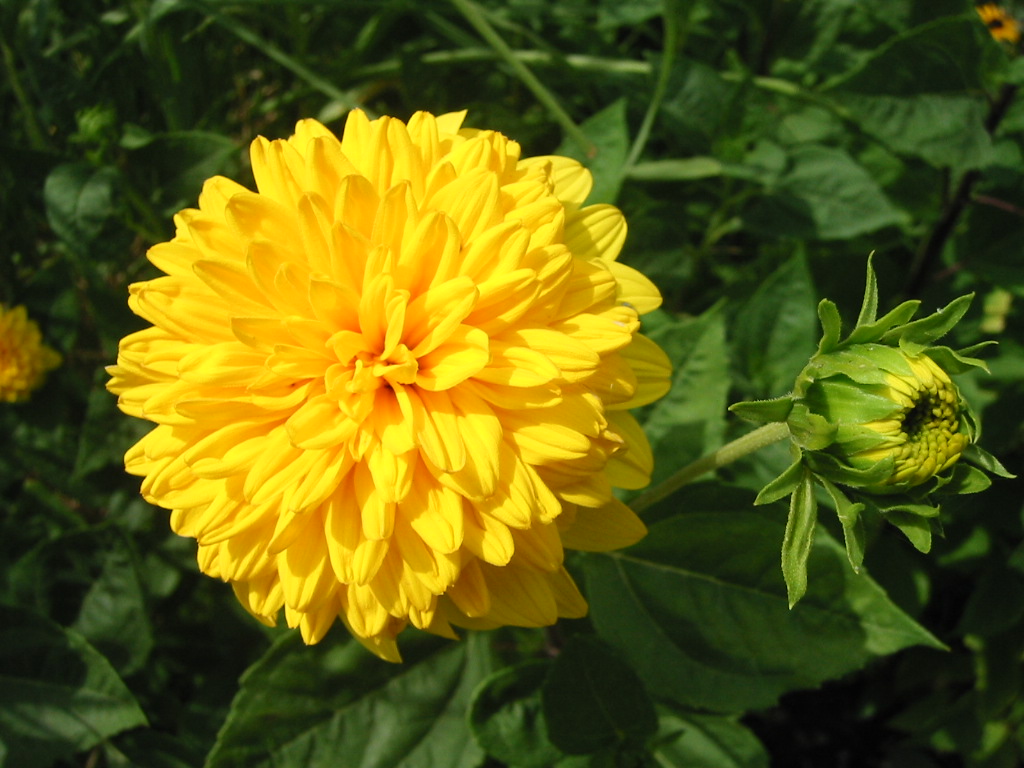 Fonds d'cran Nature Fleurs 