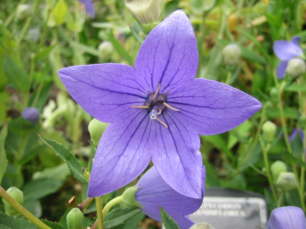 Fonds d'cran Nature Fleurs 