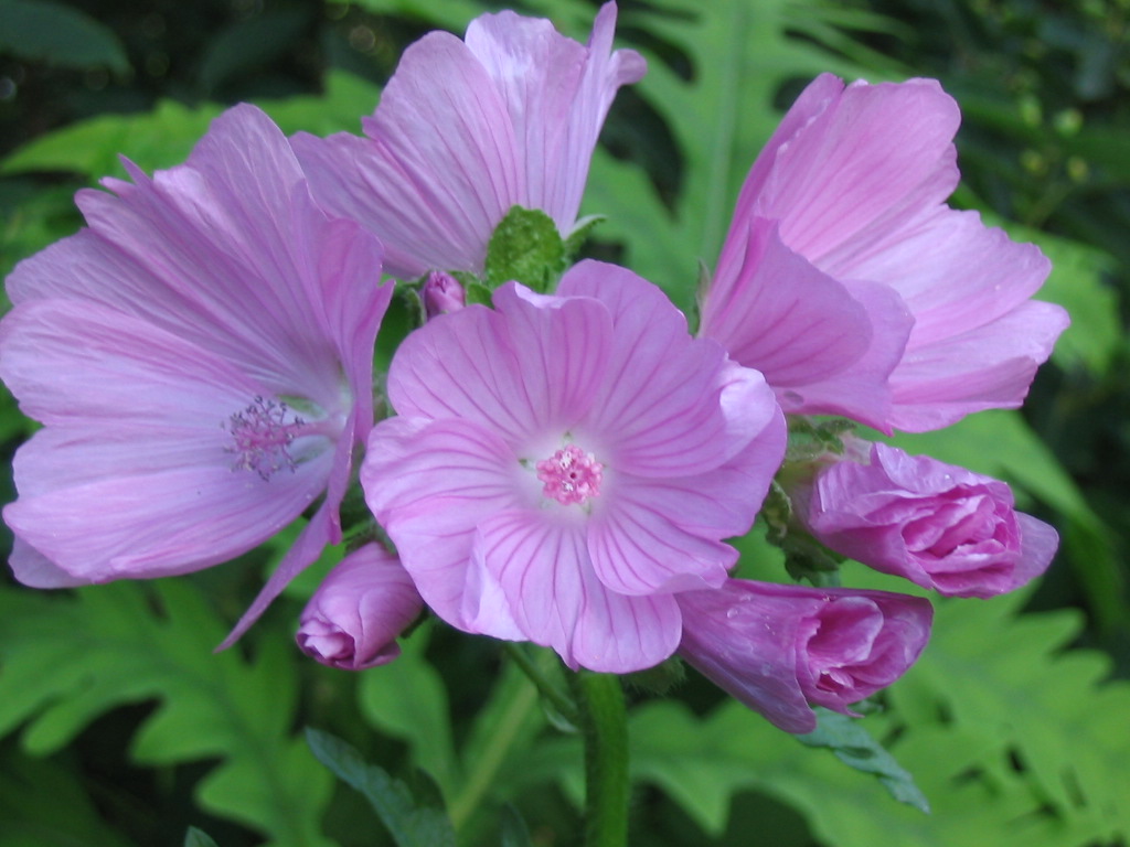 Wallpapers Nature Flowers Fleur du Matin