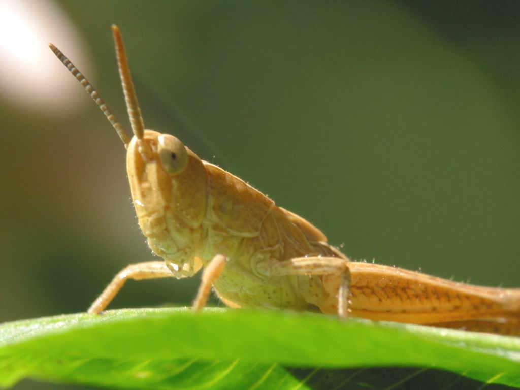 Fonds d'cran Animaux Insectes - Sauterelles et Criquets Macro - Sauterelle