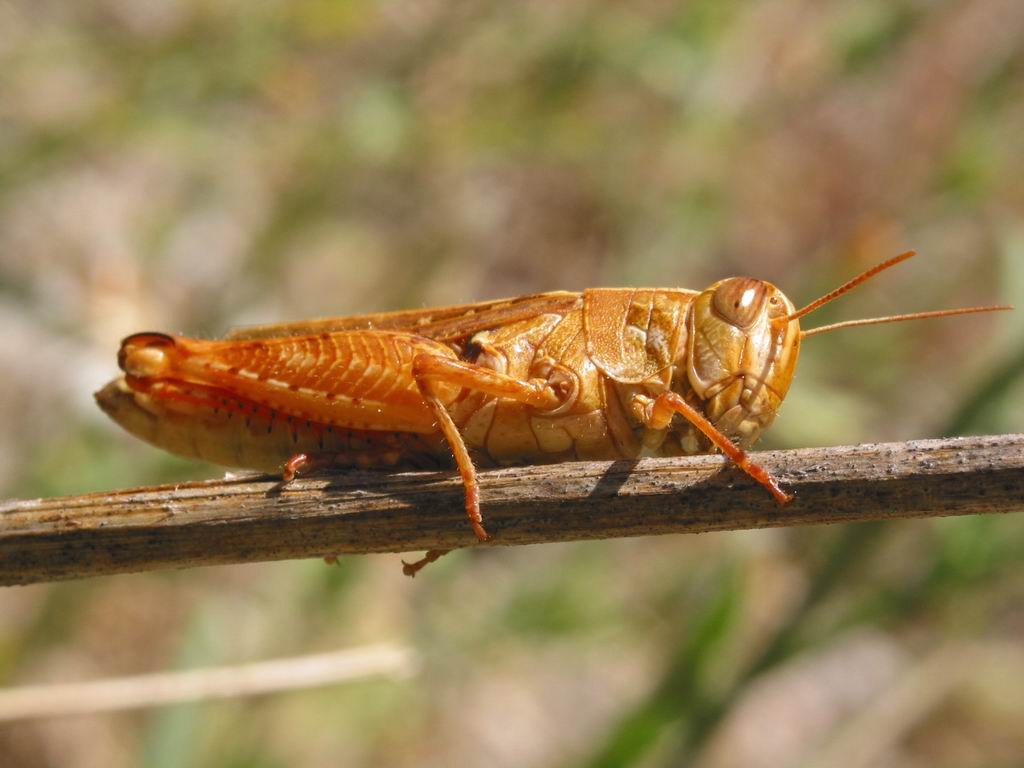 Wallpapers Animals Insects - Grasshoppers and Locusts Macro - Sauterelle 2