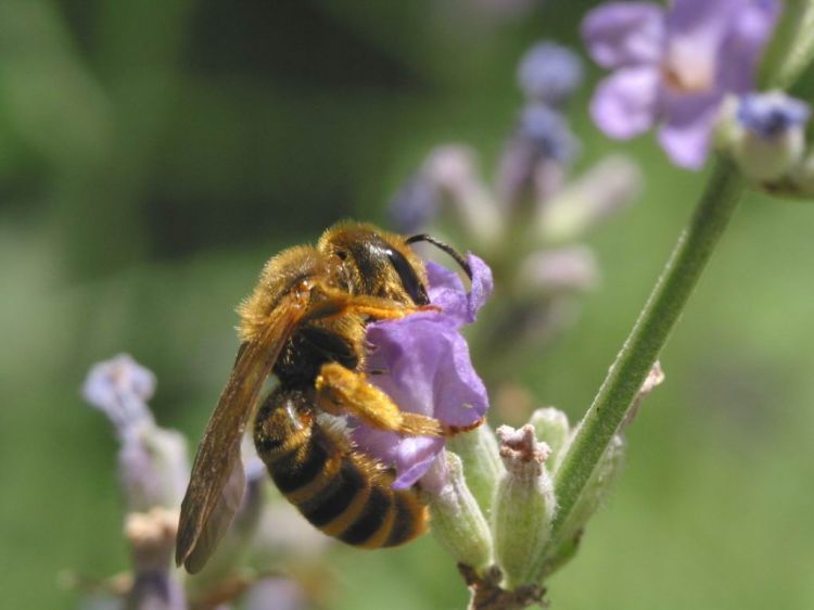 Wallpapers Animals Insects - Bees, Wasps Macro - Abeille