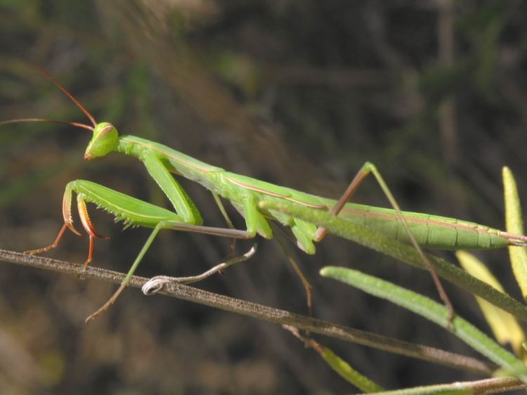 Fonds d'cran Animaux Insectes - Mantes Religieuse Menthe religieuse