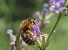 Wallpapers Animals Macro - Abeille