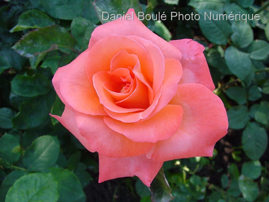 Fonds d'cran Nature Fleurs La beaut en Rose