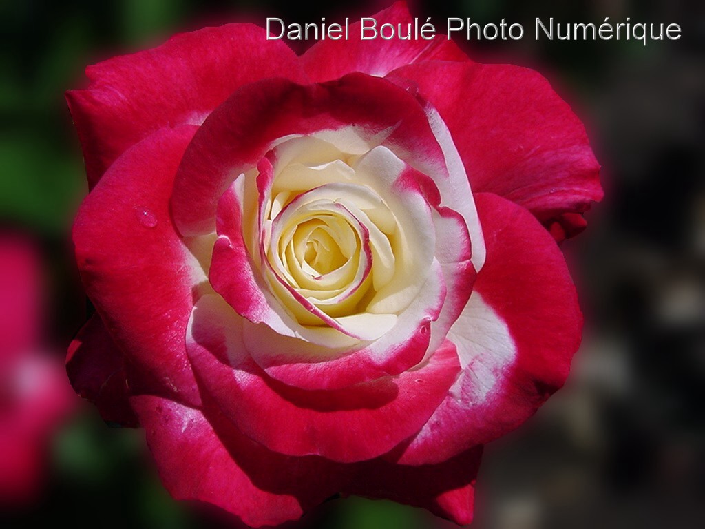 Fonds d'cran Nature Fleurs Une photo vos 1,000 mots.