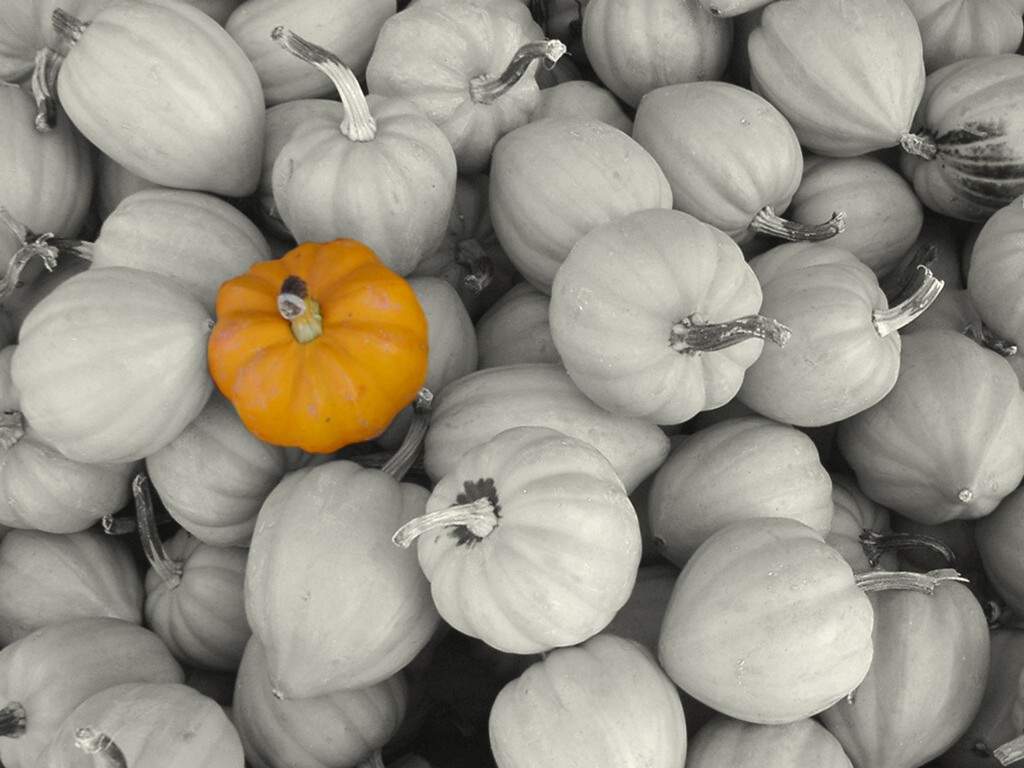 Fonds d'cran Nature Divers - Compositions Ah! les citrouilles