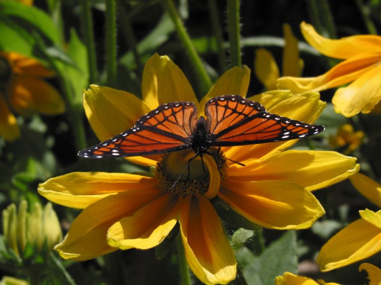 Wallpapers Animals Insects - Butterflies Papillon