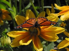 Fonds d'cran Animaux Papillon