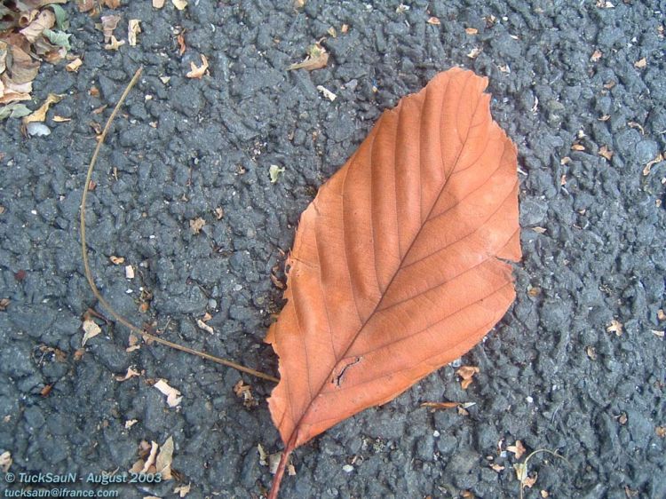 Fonds d'cran Nature Arbres - Forts Feuille Morte