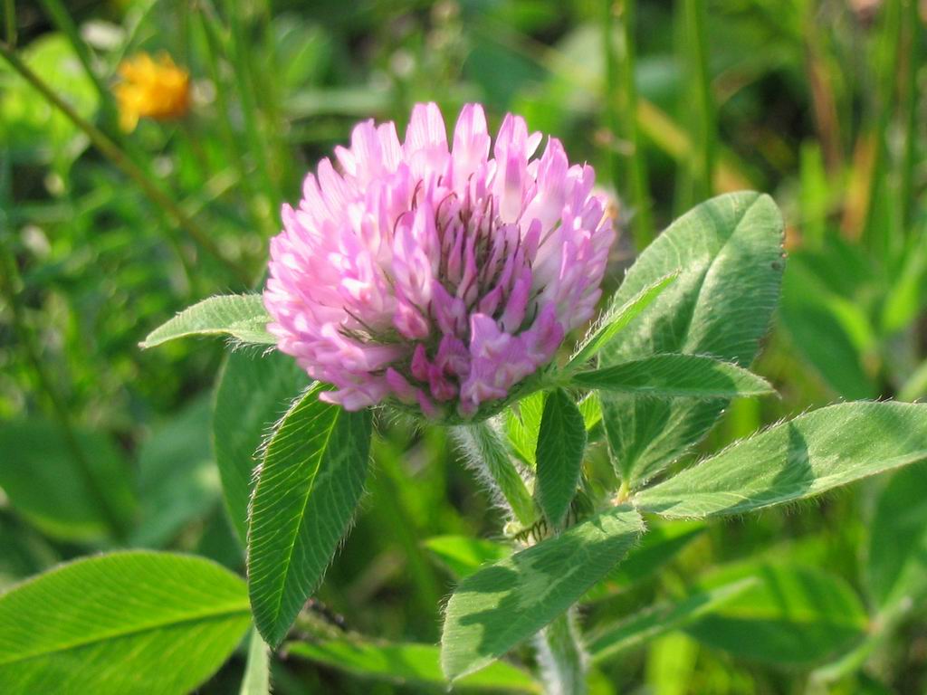 Wallpapers Nature Flowers Fleur de campagne