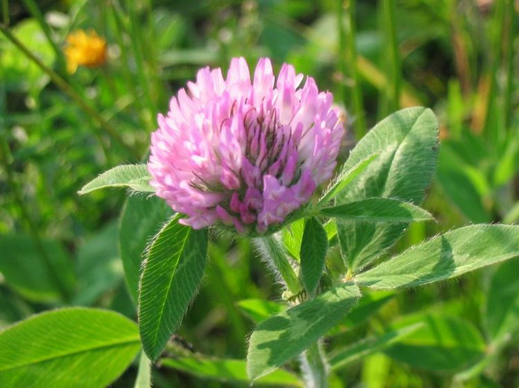 Wallpapers Nature Flowers Fleur de campagne