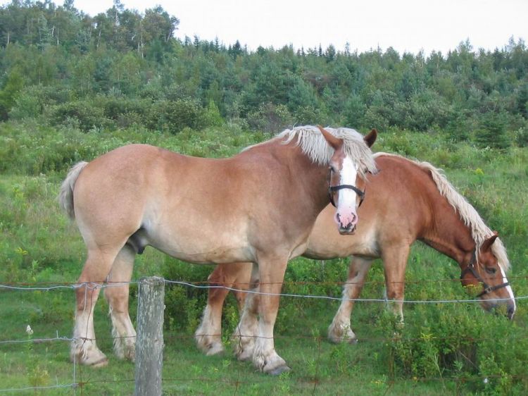 Fonds d'cran Animaux Chevaux Promenade en campagne