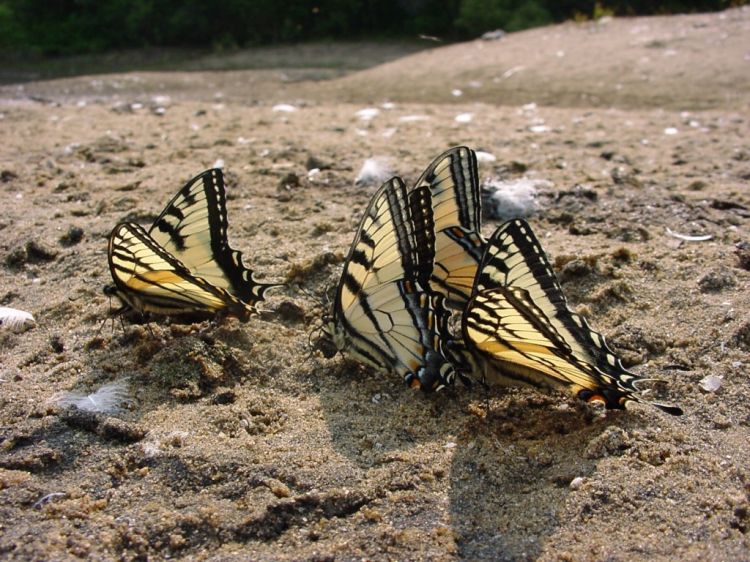 Fonds d'cran Animaux Insectes - Papillons Bo Papillons