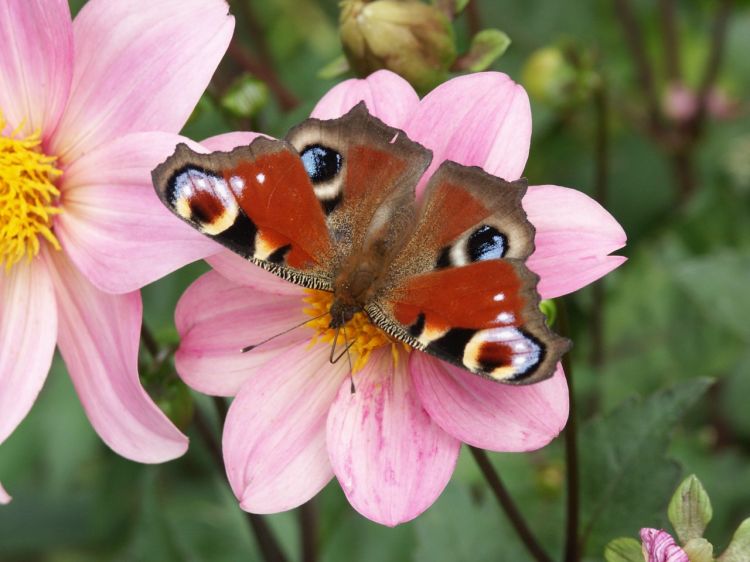 Fonds d'cran Animaux Insectes - Papillons Papillons gros plan