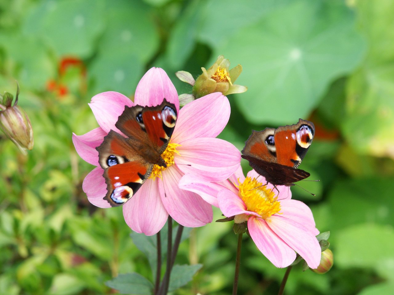 Wallpapers Animals Insects - Butterflies Deux Papillons