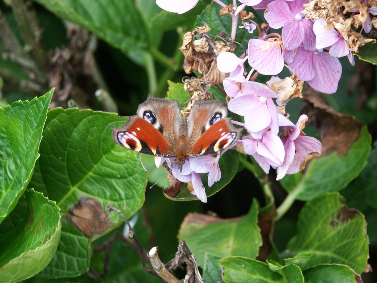 Wallpapers Animals Insects - Butterflies Butterfly