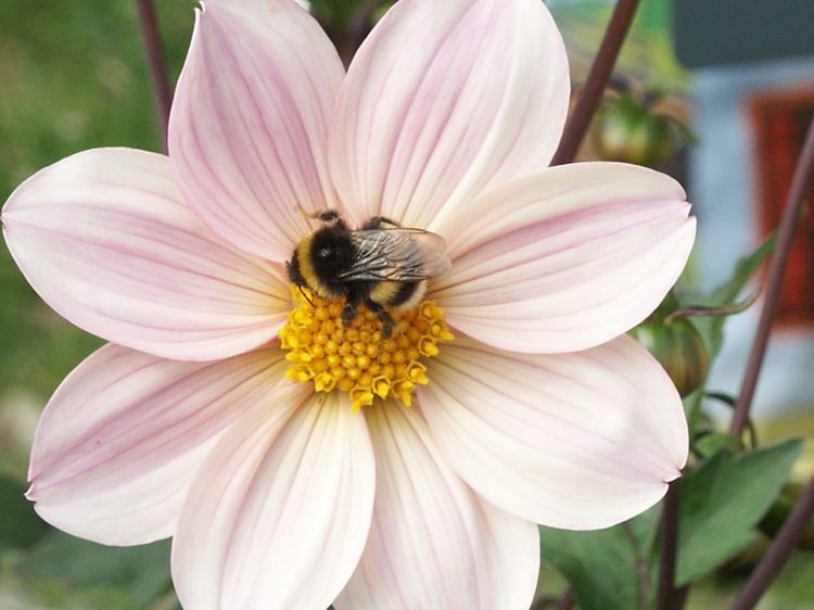 Fonds d'cran Animaux Insectes - Abeilles Gupes ... Abeille