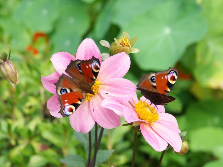 Fonds d'cran Animaux Insectes - Papillons Deux Papillons