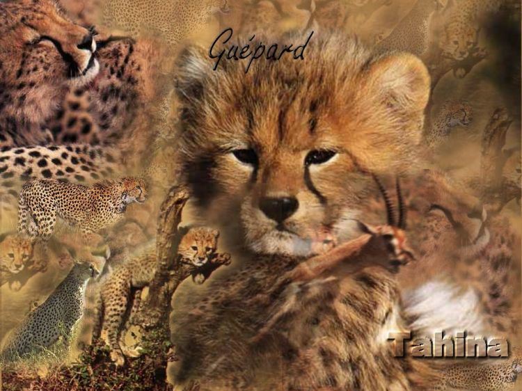 Wallpapers Animals Felines - Cheetahs Gupard