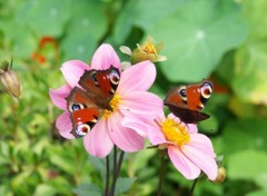 Fonds d'cran Animaux Deux Papillons