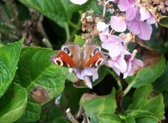 Fonds d'cran Animaux Butterfly