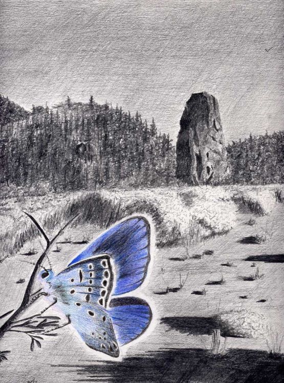 Wallpapers Art - Pencil Landscapes papillon