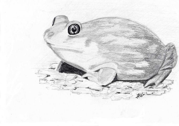 Fonds d'cran Art - Crayon Animaux - Grenouilles grenouille