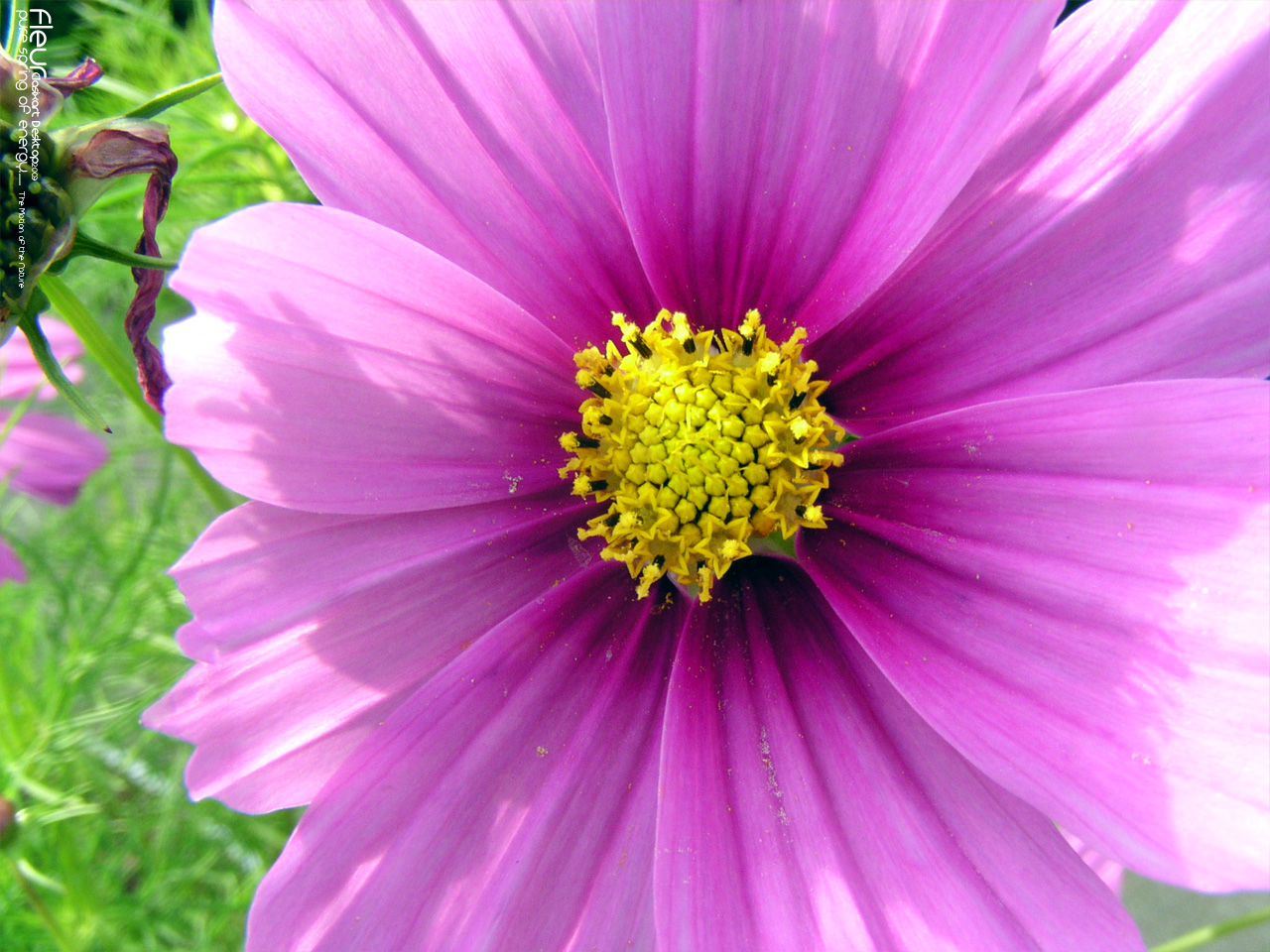 Fonds d'cran Nature Fleurs 