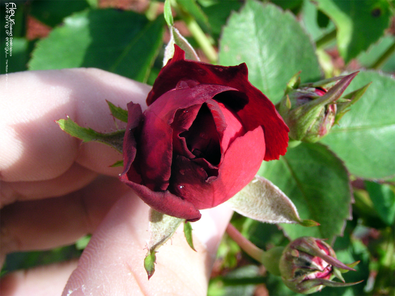 Fonds d'cran Nature Fleurs 