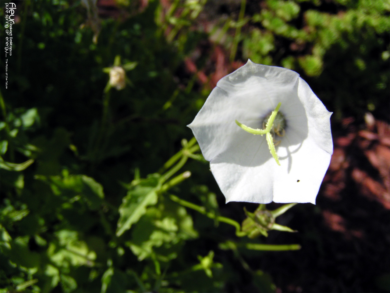 Fonds d'cran Nature Fleurs 