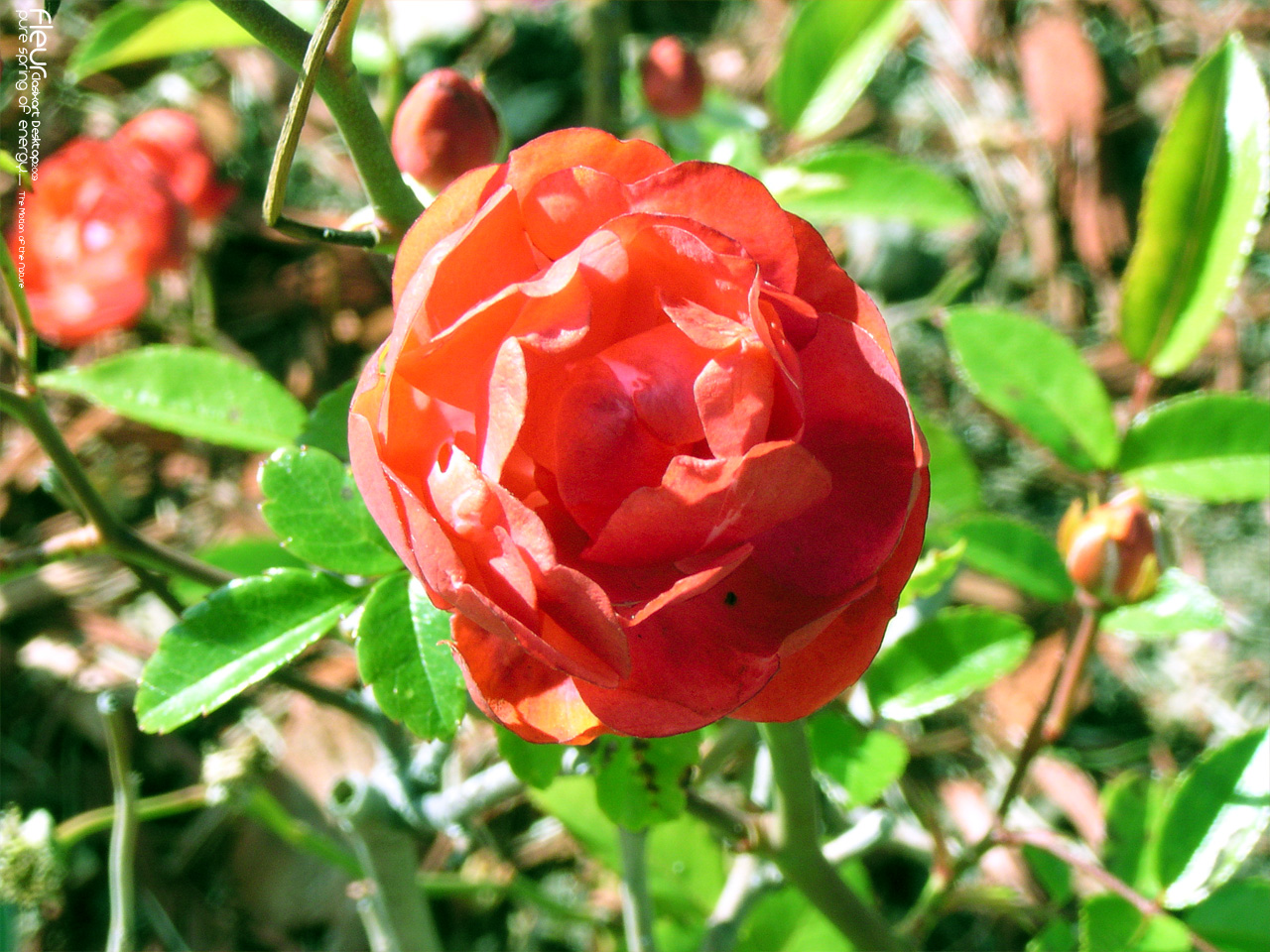 Fonds d'cran Nature Fleurs 