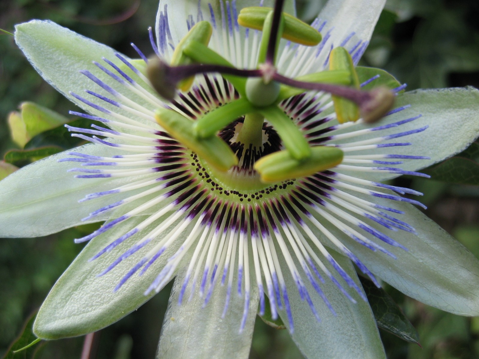 Fonds d'cran Nature Fleurs Kiwi