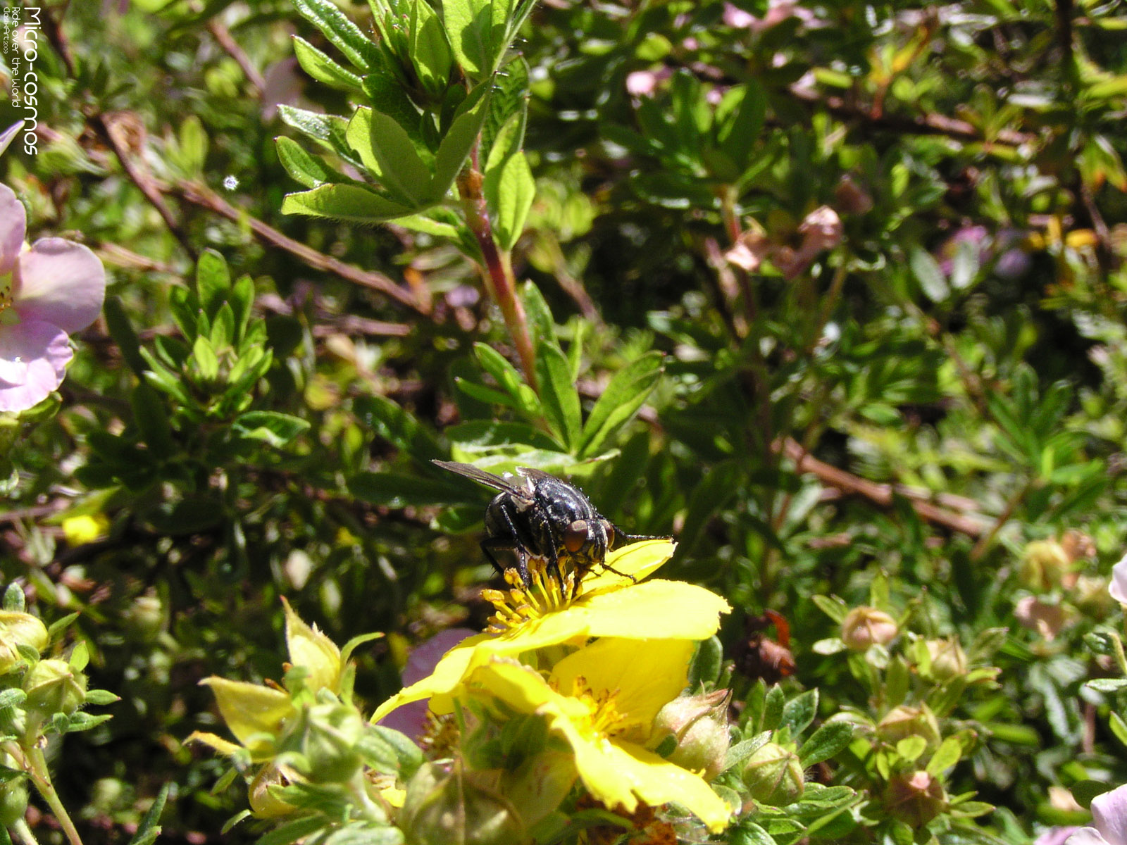 Wallpapers Animals Insects - Flies Micro-Cosmos