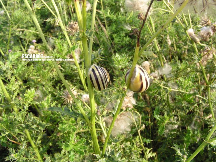 Wallpapers Animals Snails - Slugs Escargot