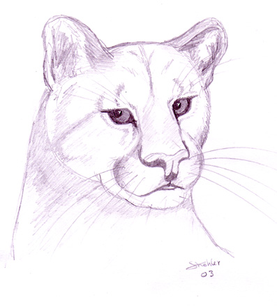 Fonds d'cran Art - Crayon Animaux - Flins Lionne