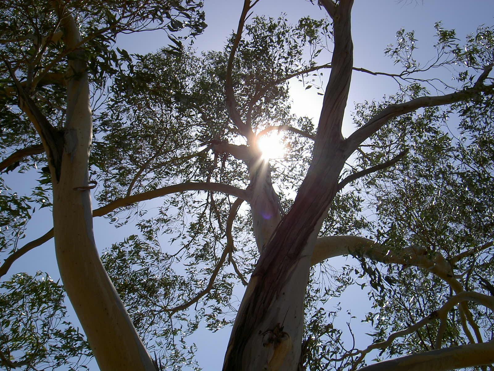 Wallpapers Nature Trees - Forests Eucalyptus au soleil