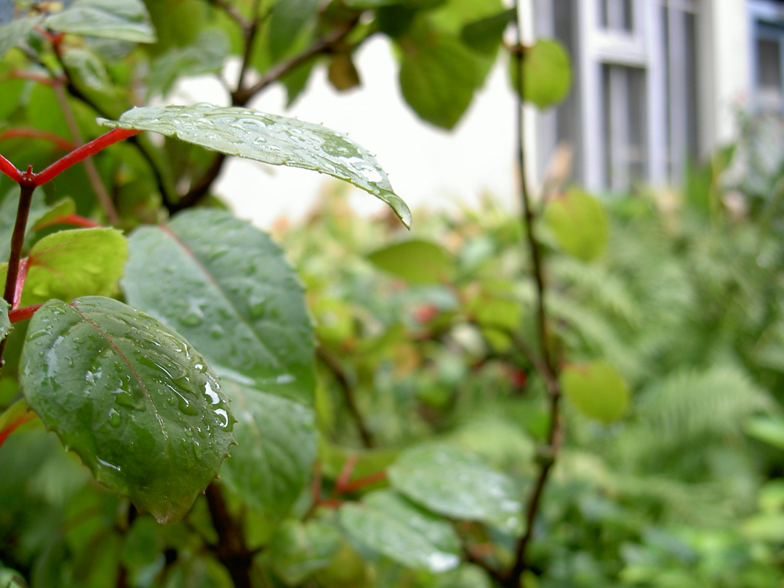 Wallpapers Nature Plants - Shrubs Fushia aprs la pluie