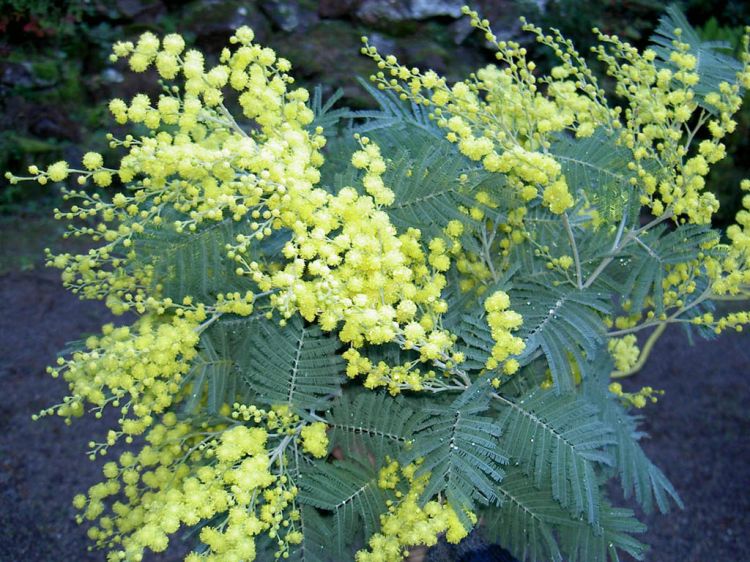 Fonds d'cran Nature Fleurs Mimosa en fleurs