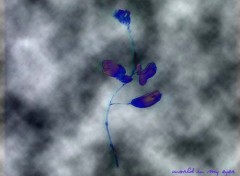 Wallpapers Digital Art blue rose