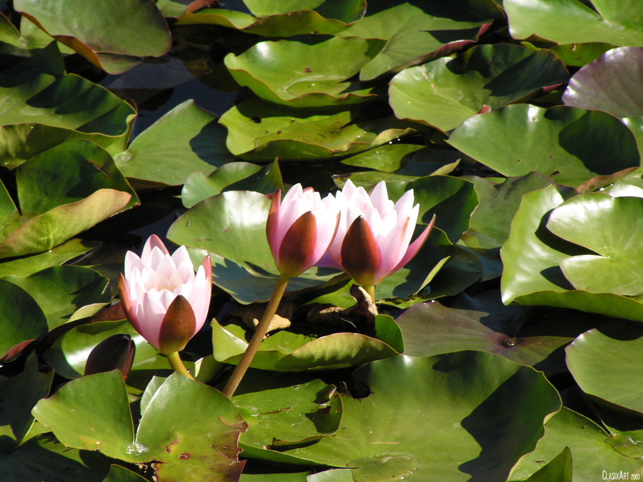 Fonds d'cran Nature Fleurs 