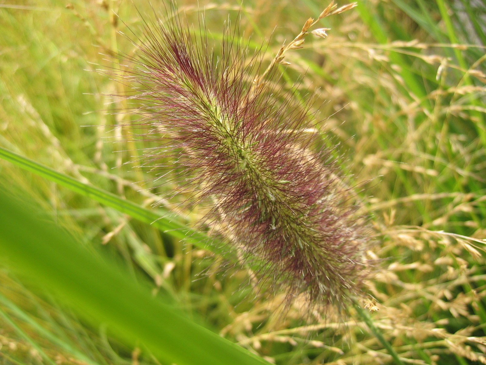 Fonds d'cran Nature Plantes - Arbustes 