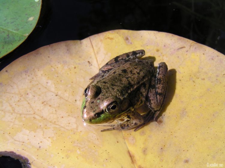 Wallpapers Animals Frogs - Toads Wallpaper N9445