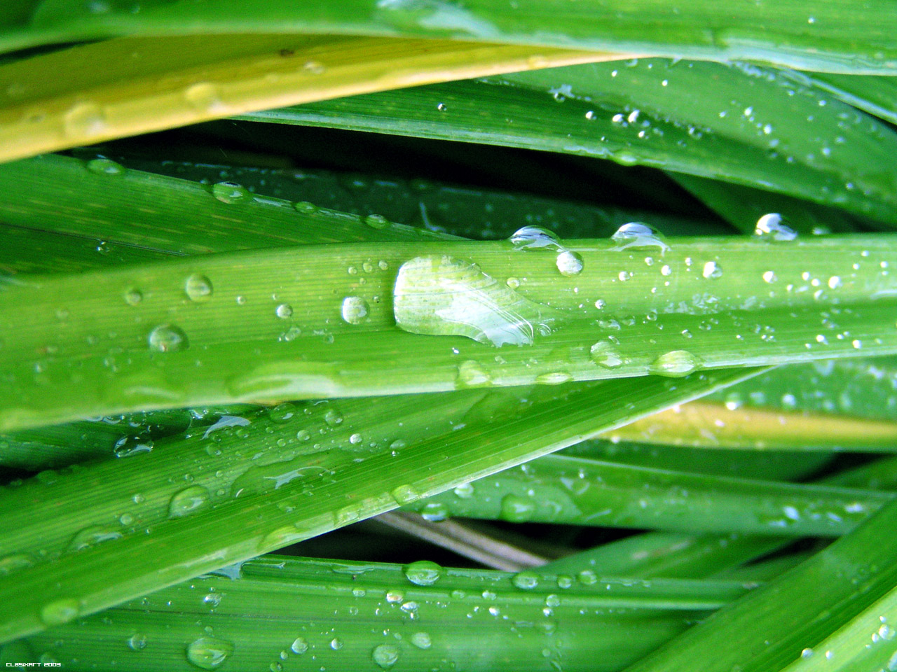 Fonds d'cran Nature Plantes - Arbustes 