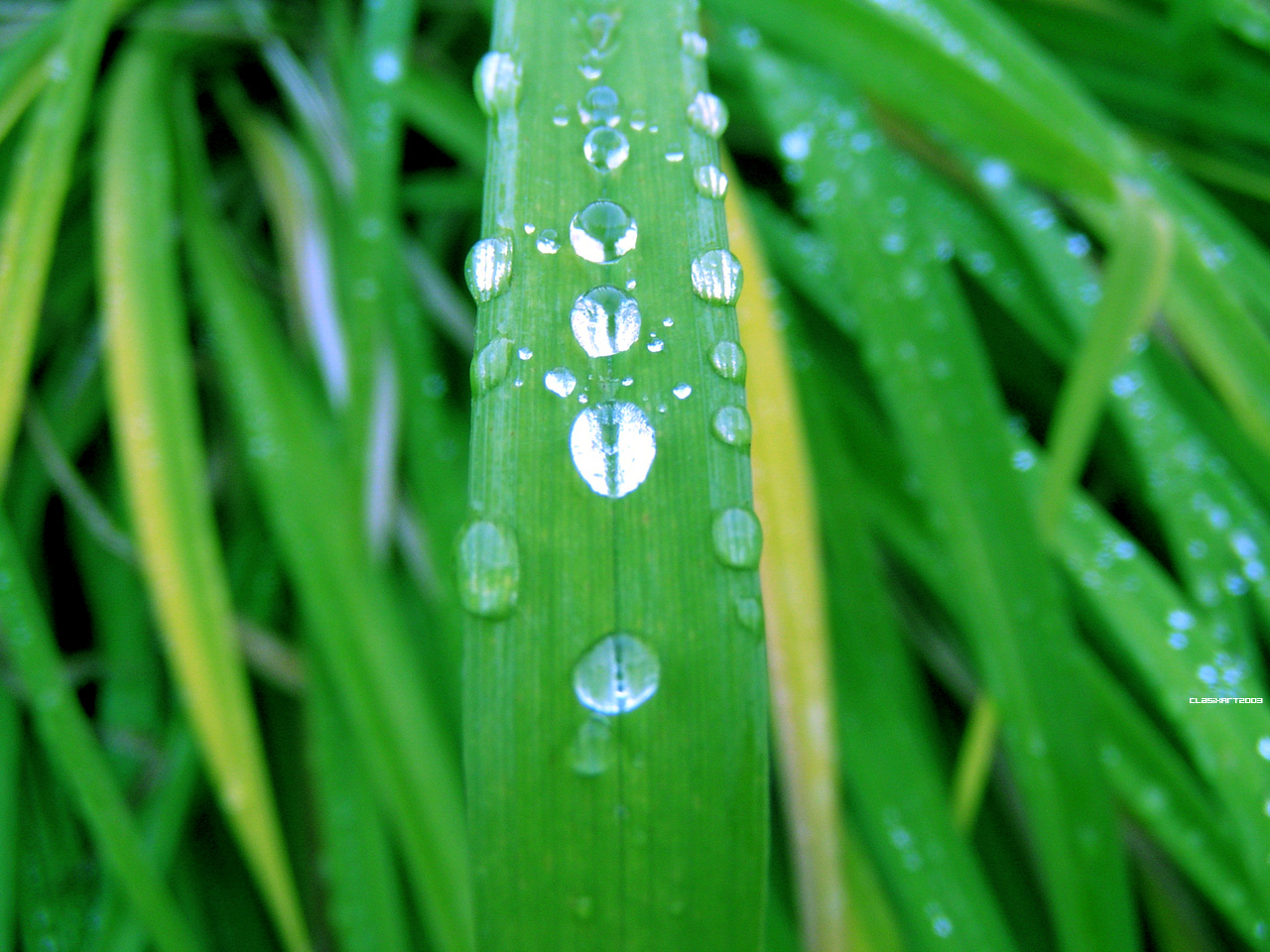 Fonds d'cran Nature Plantes - Arbustes 