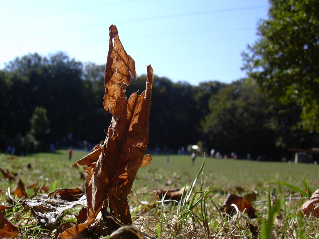 Fonds d'cran Nature Arbres - Forts simple feuille, bois de keroual, brest