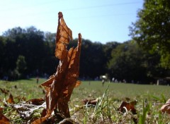 Wallpapers Nature simple feuille, bois de keroual, brest