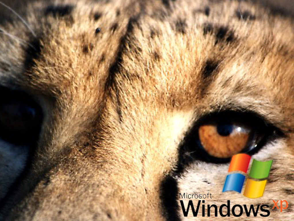 Fonds d'cran Informatique Windows XP Eyes of the Tiger Xp