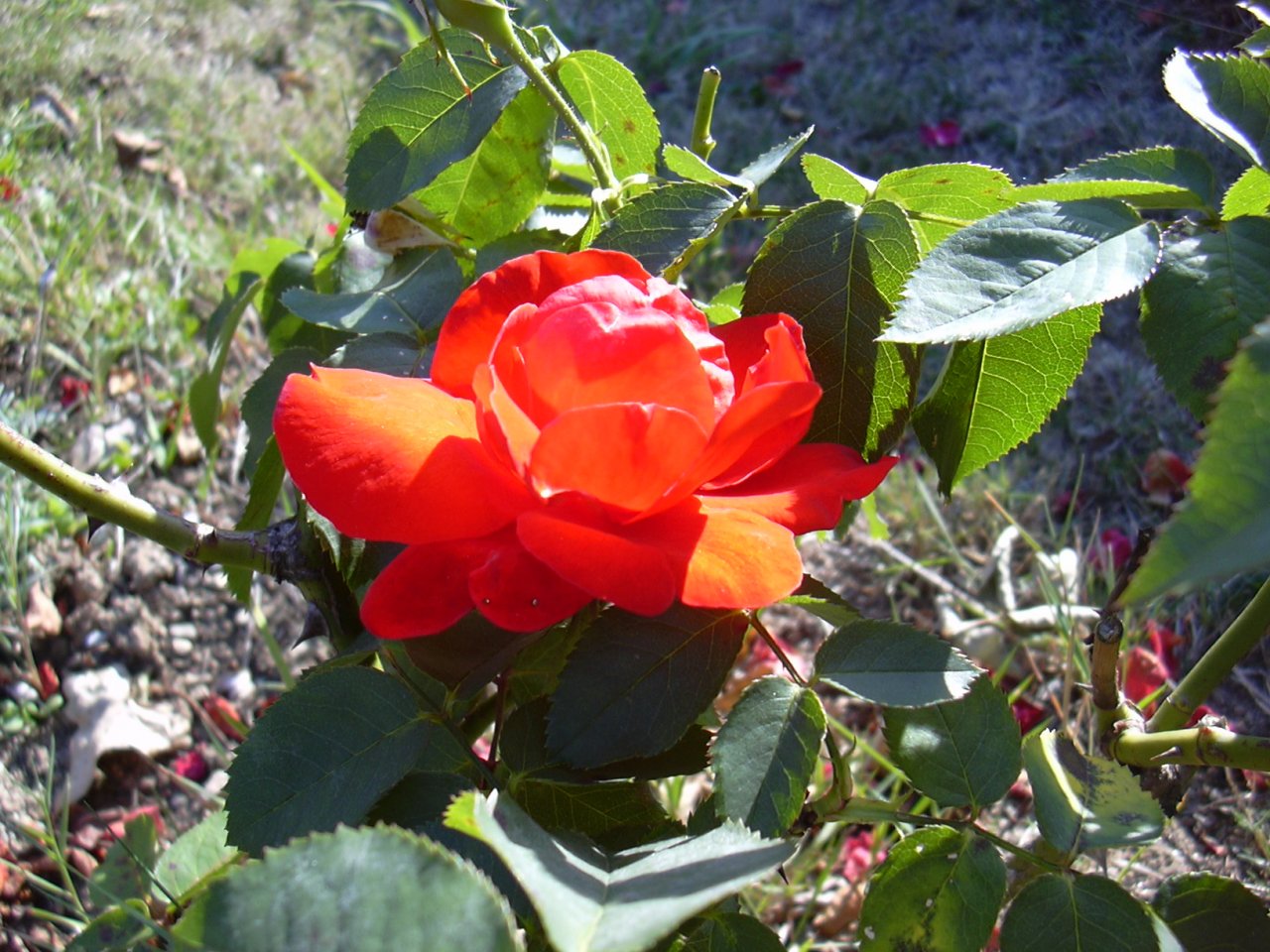 Fonds d'cran Nature Fleurs 