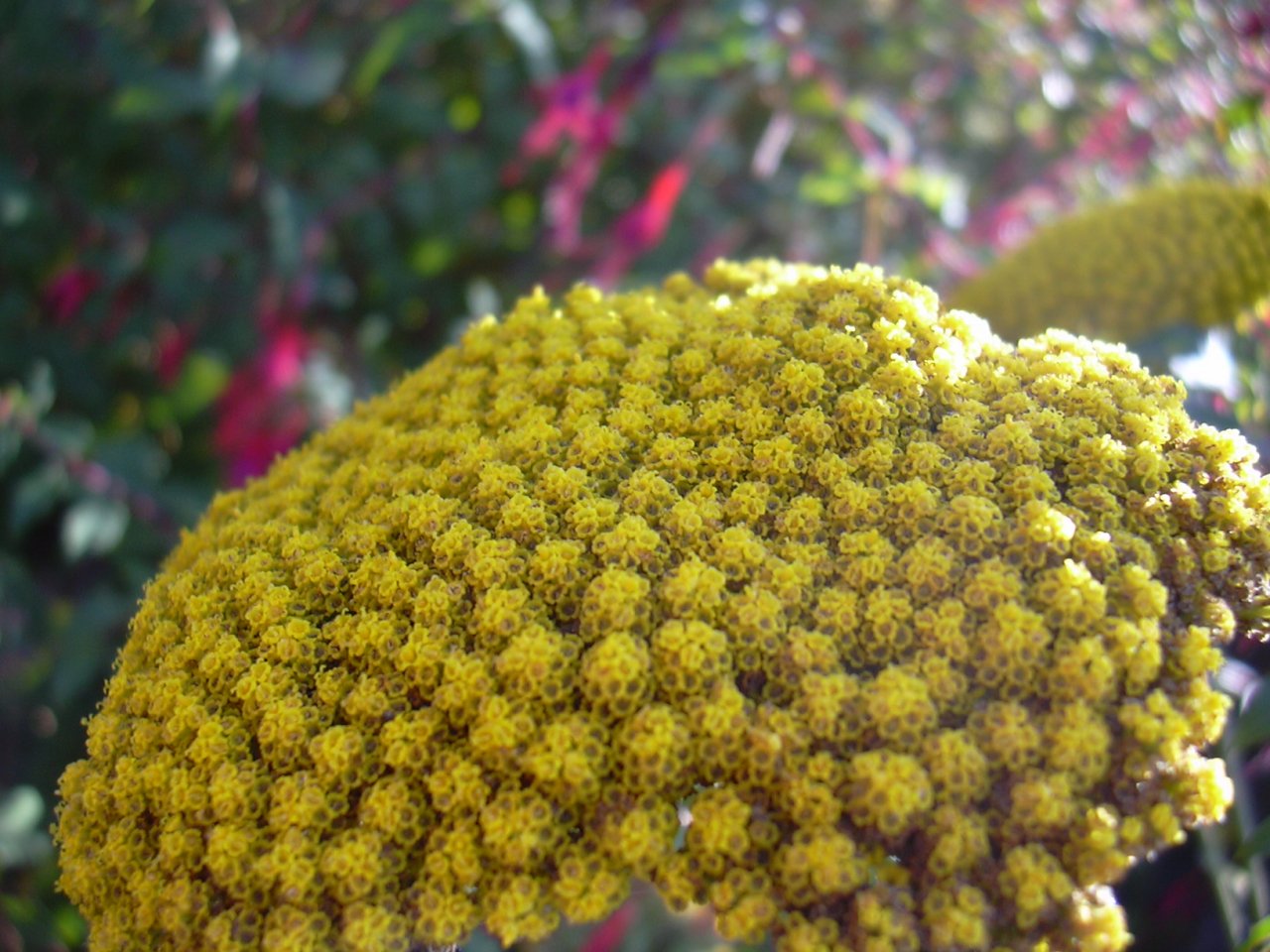 Fonds d'cran Nature Fleurs 